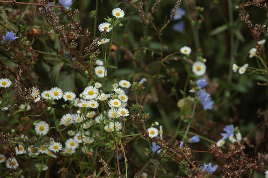 Author Spotlight: Jim Nollman